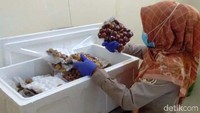 Di bulan kedua tahun 2021, tercatat sebanyak 100 Kg jengkol tujuan Tokyo, Jepang, telah melewati sertifikasi karantina pertanian.