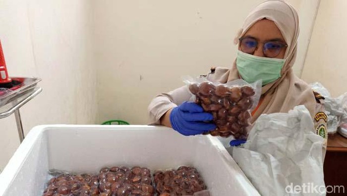 Peluang komoditas pertanian asal Sumbar di pasar luar negeri terus terbuka. Kali ini, giliran Jengkol atau  Archidendron Pauciflorum asal Pariaman yang menembus pasar Jepang.