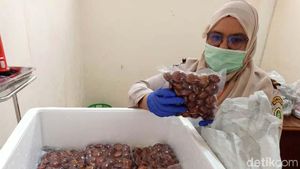 Jengkol Asal Sumbar Tembus Pasar Jepang