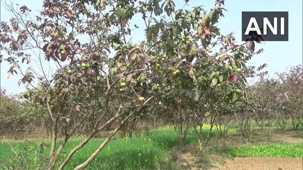 Keren! Pria Ini Sulap Tanah Tandus Jadi Kebun 10 Ribu Pohon Buah