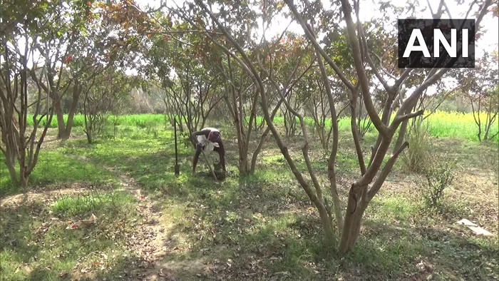Keren! Pria Ini Sulap Tanah Tandus Jadi Kebun 10 Ribu Pohon Buah Keren! Pria Ini Sulap Tanah Tandus Jadi Kebun 10 Ribu Pohon Buah