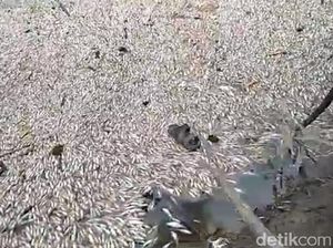 Ribuan Ikan Mati di Sungai Jambi Diduga Diracun, DPRD Minta Polisi Usut