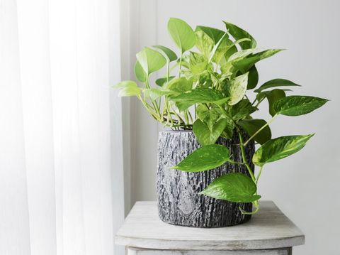 Golden pothos or Epipremnum aureum at window in the bedroom home and garden