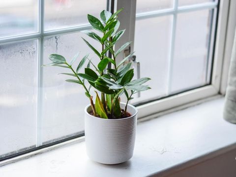 Zamioculcas is a tropical perennial plant native to eastern Africa.