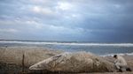 Bayi Paus Ditemukan Mati di Pantai Israel