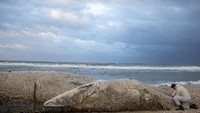 Danny Morick, dokter hewan laut, mengambil sampel dari paus sirip mati sepanjang 17 meter (sekitar 55 kaki) yang terdampar di pantai Cagar Alam Nitzanim, Israel, Jumat (19/2/2021) waktu setempat.  