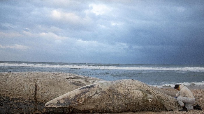 Bayi Paus Ditemukan Mati di Pantai Israel Danny Morick, marine veterinarian, takes samples from a 17 meters (about 55 feet) long dead fin whale washed up on a beach in Nitzanim Reserve, Israel, Friday, Feb. 19, 2021. Aviad Scheinin of the Morris Kahn Marine Research Station said samples from the animal will be taken to try to determine a cause of death, officials said the water nearby is polluted, including with tar. (AP Photo/Ariel Schalit)