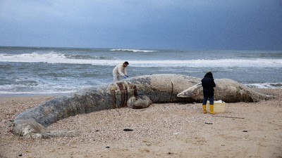 Bayi Paus Ditemukan Mati di Pantai Israel