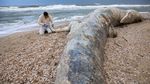 Bayi Paus Ditemukan Mati di Pantai Israel