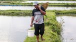 Beternak Ikan Koi Si Pembawa Hoki