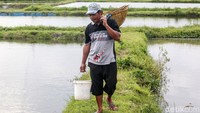 Krisnowo mengimpor benih ikan koi pejantan dari Jepang setiap 5 tahun. Hal itu untuk menjaga kualitas ikan koi terutama bintik atau warna kulit yang menjadi mahkota dari ikan koi.