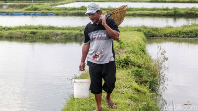 Beternak Ikan Koi Si Pembawa Hoki