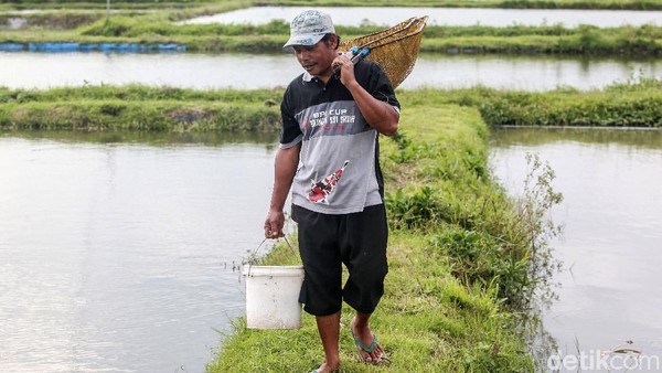 Beternak Ikan Koi Si Pembawa Hoki