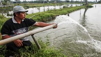 Krisnowo yang memiliki 12 kolam ikan koi tersebut menyatakan ikut program KUR dari Bank BRI sejak tahun 2013. Pinjaman itu membuat omsetnya naik 3 kali lipat.