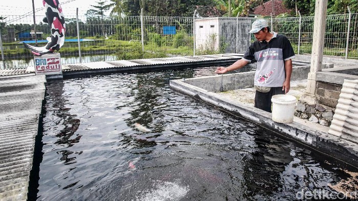 Ketua Kelompok Beringin Koi, Krisnowo memperlihatkan empang ikan koi di Desa Sumbersari, Kecamatan Sanankulon, Kabupaten Blitar Jawa Timur. Desa tersebut memang dikenal sebagai pusat budidaya ikan koi yang bagi sebagian kalangan, ikan koi dapat mendatangkan keberuntungan alias hoki.