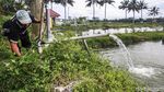 Beternak Ikan Koi Si Pembawa Hoki