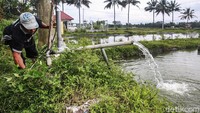 Di desa Sumbersari terdapat sekitar 30 hektar dengan 225 kolam yang berisikan ikan koi kecil (nener) 2.100.000 ekor, ukuran 10- 20cm 700.000 ekor dan ukuran 20-25cm, 70.000 ekor milik anggota peternakan di Desa Sumbersari.