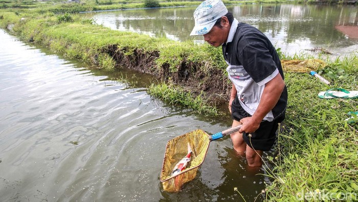Beternak Ikan Koi Si Pembawa Hoki Ketua Kelompok Beringin Koi, Krisnowo memperlihatkan empang ikan koi di Desa Sumbersari, Kecamatan Sanankulon, Kabupaten Blitar Jawa Timur. Desa tersebut memang dikenal sebagai pusat budidaya ikan koi yang bagi sebagian kalangan, ikan koi dapat mendatangkan keberuntungan alias hoki.