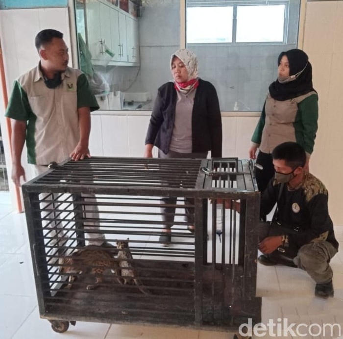 BKSDA memuji tingkat kesadaran warga Lamongan dalam upaya mendukung pelestarian satwa dilindungi. Terbukti, dua kali penemuan kucing hutan langsung diserahkan ke BKSDA.

