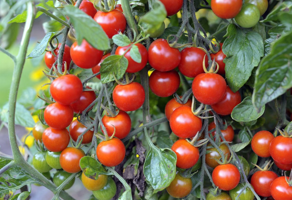 Outdoor grown Cherry tomatoes, F1 Sweet Million, ripening on the vine in a garden.