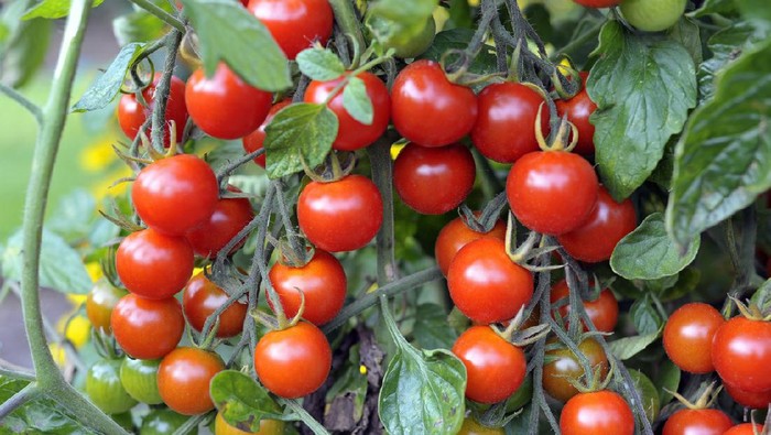 Buah Tomat Outdoor grown Cherry tomatoes, F1 Sweet Million, ripening on the vine in a garden.