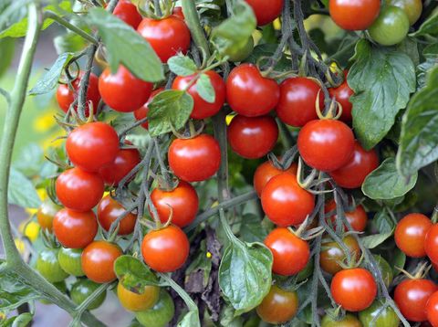 Outdoor grown Cherry tomatoes, F1 Sweet Million, ripening on the vine in a garden.