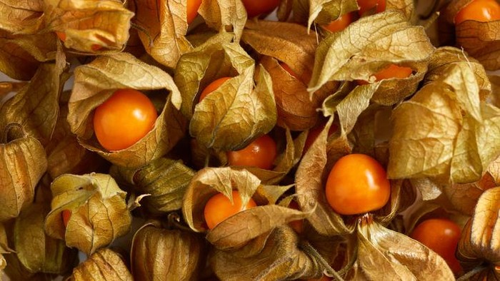 5 Fakta Ciplukan, Buah Liar yang Harganya Mahal
