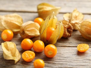 5 Fakta Ciplukan, Buah Liar yang Harganya Mahal