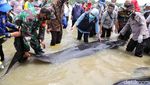 Khofifah Cek Puluhan Paus Terdampar di Pantai Bangkalan