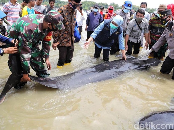 Puluhan paus terdampar di pesisir Pantai Desa Patreman, Modung, Bangkalan, Madura. Gubernur Jatim Khofifah Indar Parawansa turun langsung mengecek paus yang terdampar tersebut.