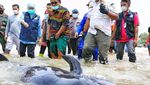Khofifah Cek Puluhan Paus Terdampar di Pantai Bangkalan