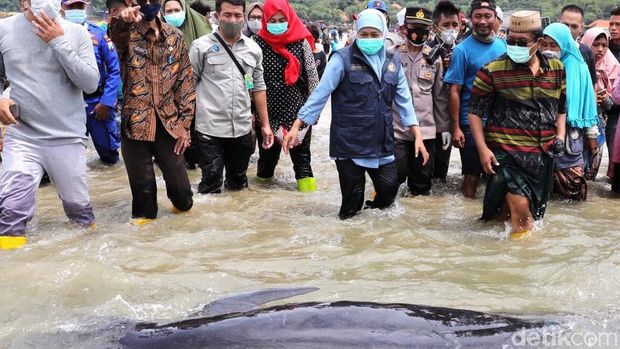 Puluhan paus terdampar di pesisir Pantai Desa Patreman, Modung, Bangkalan, Madura. Gubernur Jatim Khofifah Indar Parawansa turun langsung mengecek paus yang terdampar tersebut.