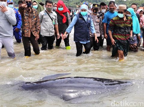 Puluhan paus terdampar di pesisir Pantai Desa Patreman, Modung, Bangkalan, Madura. Gubernur Jatim Khofifah Indar Parawansa turun langsung mengecek paus yang terdampar tersebut.
