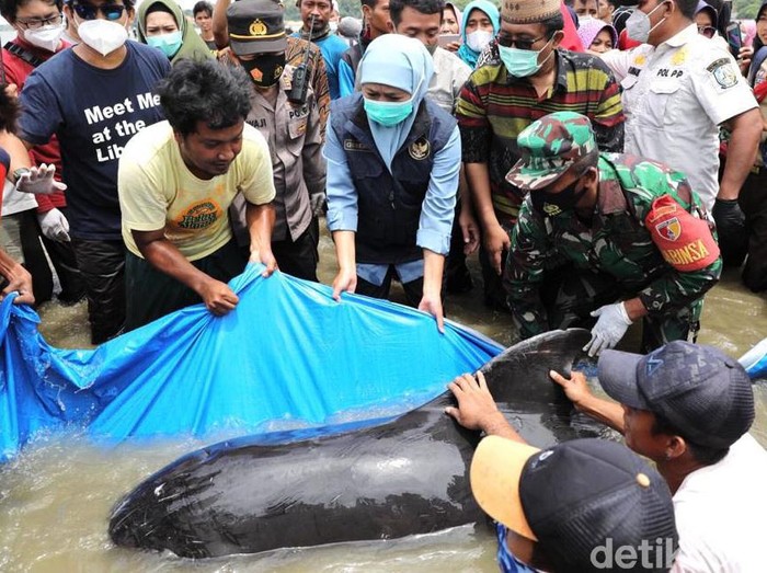 Puluhan paus terdampar di pesisir Pantai Desa Patreman, Modung, Bangkalan, Madura. Gubernur Jatim Khofifah Indar Parawansa turun langsung mengecek paus yang terdampar tersebut.