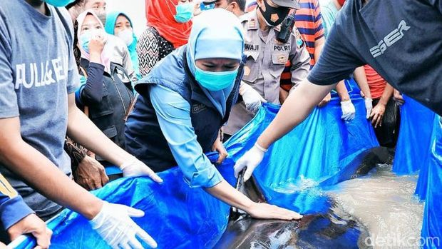 Puluhan paus terdampar di pesisir Pantai Desa Patreman, Modung, Bangkalan, Madura. Gubernur Jatim Khofifah Indar Parawansa turun langsung mengecek paus yang terdampar tersebut.