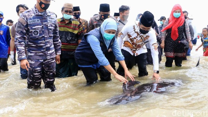 Khofifah Cek Puluhan Paus Terdampar di Pantai Bangkalan Puluhan paus terdampar di pesisir Pantai Desa Patreman, Modung, Bangkalan, Madura. Gubernur Jatim Khofifah Indar Parawansa turun langsung mengecek paus yang terdampar tersebut.
