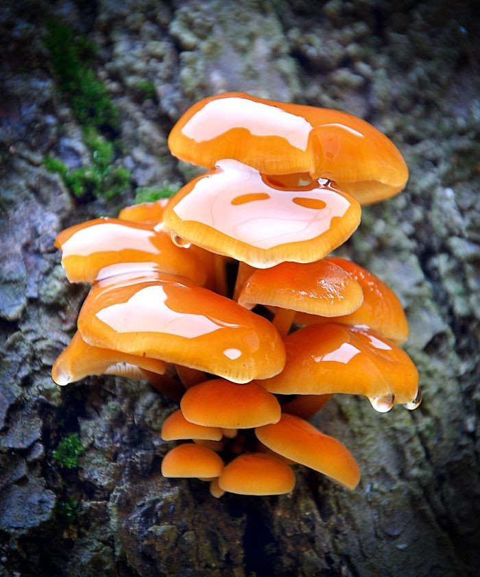 Makanan yang Cantik Difoto, tapi Tidak Bisa Dimakan Makanan yang Cantik Difoto, tapi Tidak Bisa Dimakan