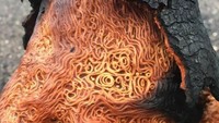 Akar pohon yang terlihat seperti spageti dilumuri saus tomat. Nyam!