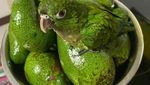 Dilihat dari Fotonya Sih Menggiurkan Bak Makanan, tapi Tidak Bisa Dimakan
