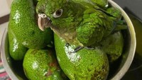 Alpukat yang berbaur dengan burung, atau burung yang menyamar jadi alpukat nih?