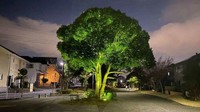 Sekilas, pohon ini mirip brokoli raksasa.