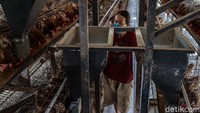 Peternakan ayam petelur masih menjadi primadona untuk menopang ekonomi masyarakat Blitar di sektor pertanian. Sejarah peternakan telur di Blitar dimulai pada era 80-an dan terus tumbuh hingga saat ini.