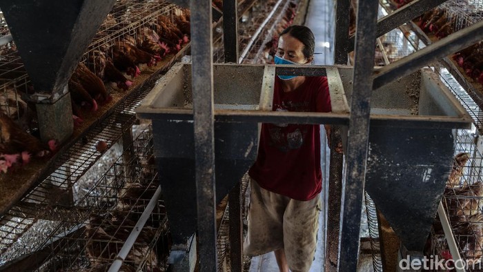 Menurut salah satu peternak ayam petelur di Blitar, Jawa Timur, ada jurus jitu menyiasati harga pakan yang kian naik-turun. Penasaran?