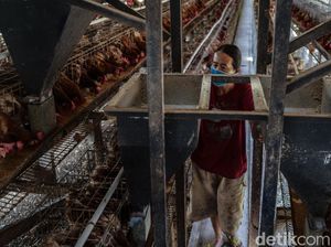 Jagung Kiriman dari Pusat Basah, Peternak Ogah Pakai