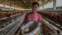 Tidak sedikit peternakan gulung tikar karena kurang tepat menyiasati harga pakan yang fluktuatif.