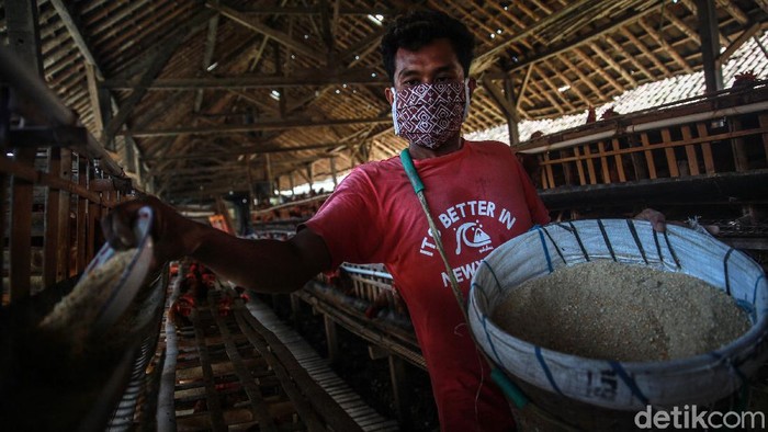 Menurut salah satu peternak ayam petelur di Blitar, Jawa Timur, ada jurus jitu menyiasati harga pakan yang kian naik-turun. Penasaran?