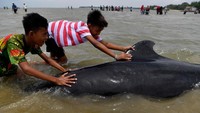 Tapi terkadang karena gangguan, suara dari paus ini mengarahkan paus ke arah yang salah yakni daratan. Ahli biologi kelautan Olaf Meynecke mengatakan, karena paus adalah mahluk yang sangat setia kawan, paus lainnya juga akan segera sigap ketika mendengar panggilan.  