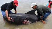 Selain itu, alasan yang paling mungkin adalah kemampuan navigasi yang dimiliki paus mengalami masalah karena kekurangan nutrisi makanan. Alasan lainnya bisa dikarenakan gempa bumi, radiasi api matahari, dan polusi suara dari sonar militer.  