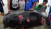 Lanjut pada kejadian terdamparnya paus, ketika mereka sudah mulai mendekati daratan, akan banyak distorsi yang membuat mereka terperangkap. Pada saat paus menyadari bahwa mereka telah menyimpang terlalu jauh, mereka terperangkap. Mereka tidak tahu ke mana harus pergi, atau bagaimana cara keluar dari daratan.  
