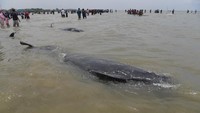 Sebanyak 49 Paus Pilot Sirip Pendek (Globicephala macrorhynchus) terdampar di pantai Desa Patereman, Modung, Bangkalan, Jumat (19/2/2021).  